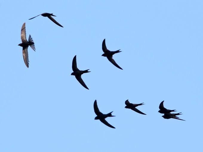 Birds in flight—often remaining airborne simply by gliding.